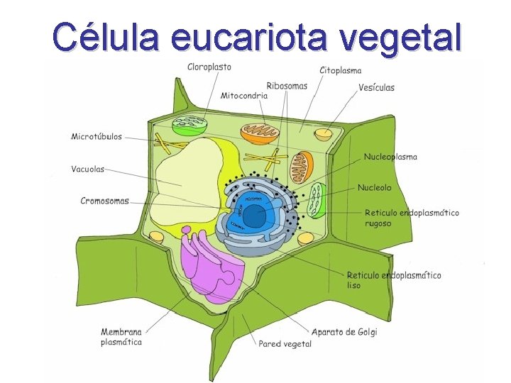 Célula eucariota vegetal 