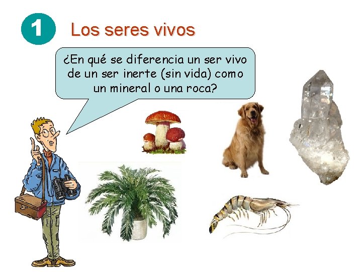 1 Los seres vivos ¿En qué se diferencia un ser vivo de un ser