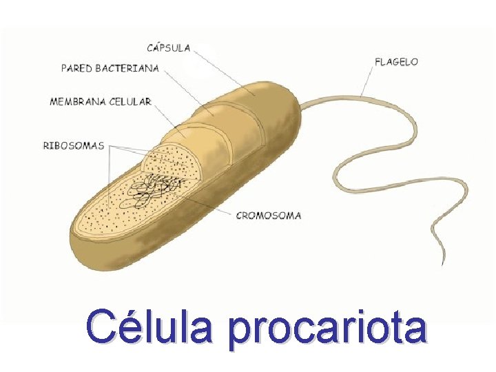 Célula procariota 