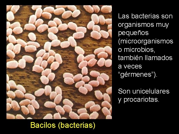 Las bacterias son organismos muy pequeños (microorganismos o microbios, también llamados a veces “gérmenes”).