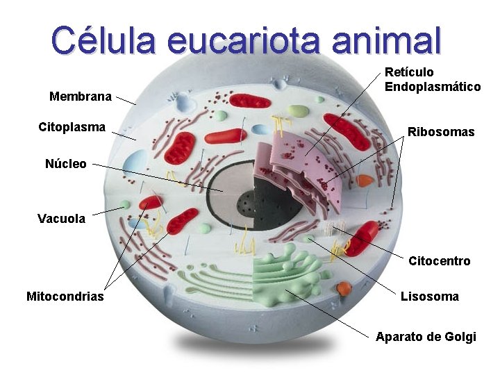 Célula eucariota animal Membrana Citoplasma Retículo Endoplasmático Ribosomas Núcleo Vacuola Citocentro Mitocondrias Lisosoma Aparato
