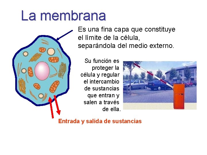 La membrana Es una fina capa que constituye el límite de la célula, separándola