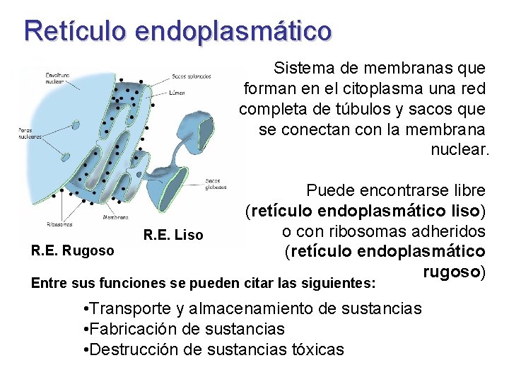 Retículo endoplasmático Sistema de membranas que forman en el citoplasma una red completa de