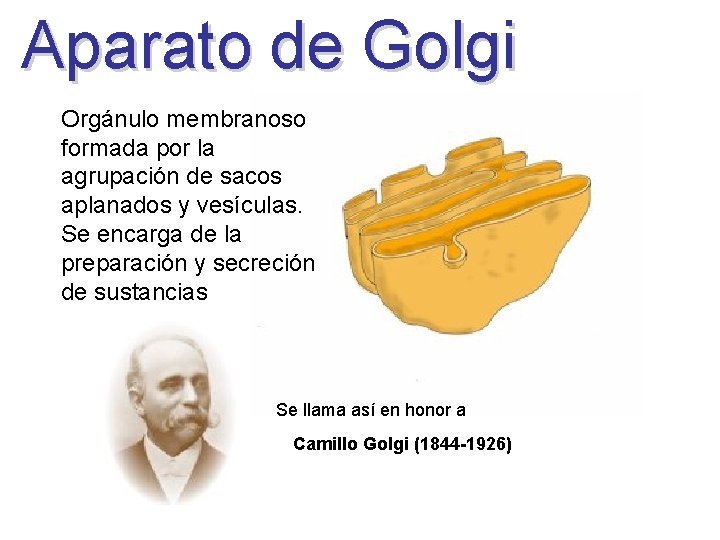 Aparato de Golgi Orgánulo membranoso formada por la agrupación de sacos aplanados y vesículas.