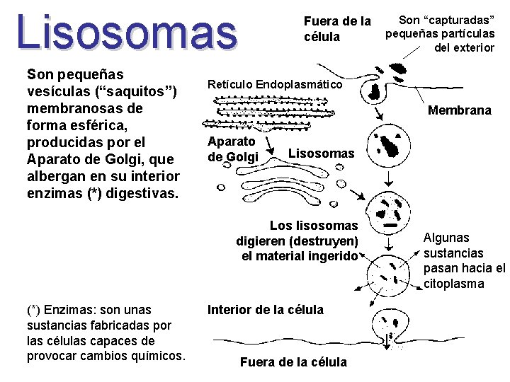 Lisosomas Son pequeñas vesículas (“saquitos”) membranosas de forma esférica, producidas por el Aparato de