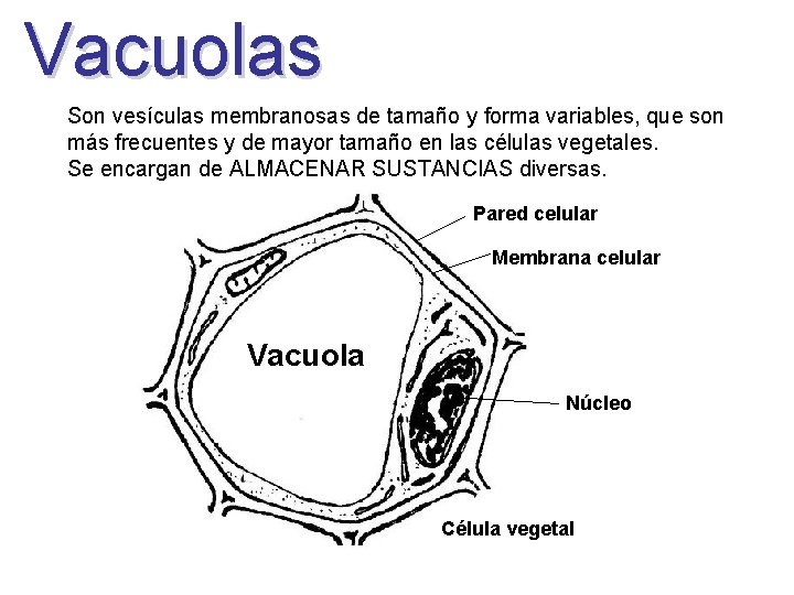 Vacuolas Son vesículas membranosas de tamaño y forma variables, que son más frecuentes y