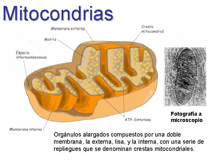 Mitocondrias Fotografía a microscopio Orgánulos alargados compuestos por una doble membrana, la externa, lisa,