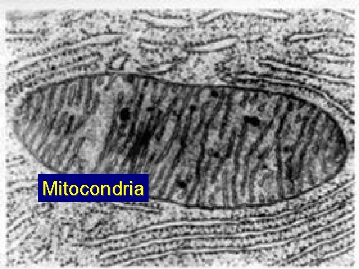 Mitocondria 