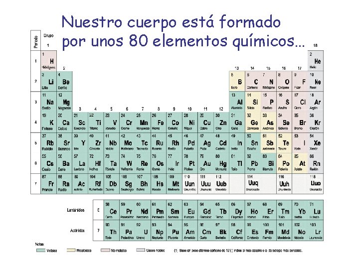 Nuestro cuerpo está formado por unos 80 elementos químicos… 