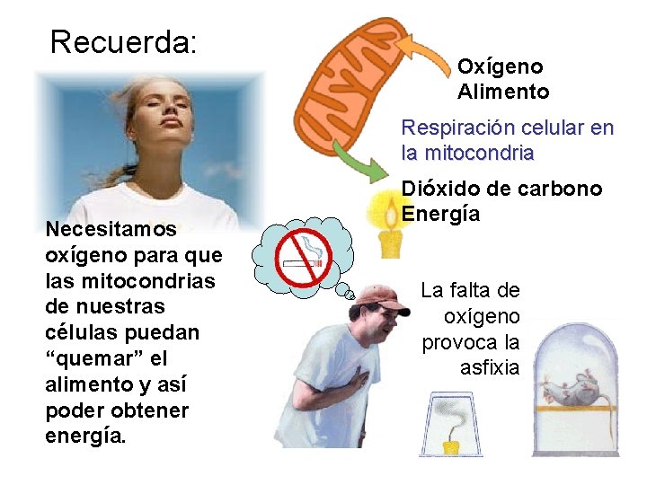 Recuerda: Oxígeno Alimento Respiración celular en la mitocondria Necesitamos oxígeno para que las mitocondrias