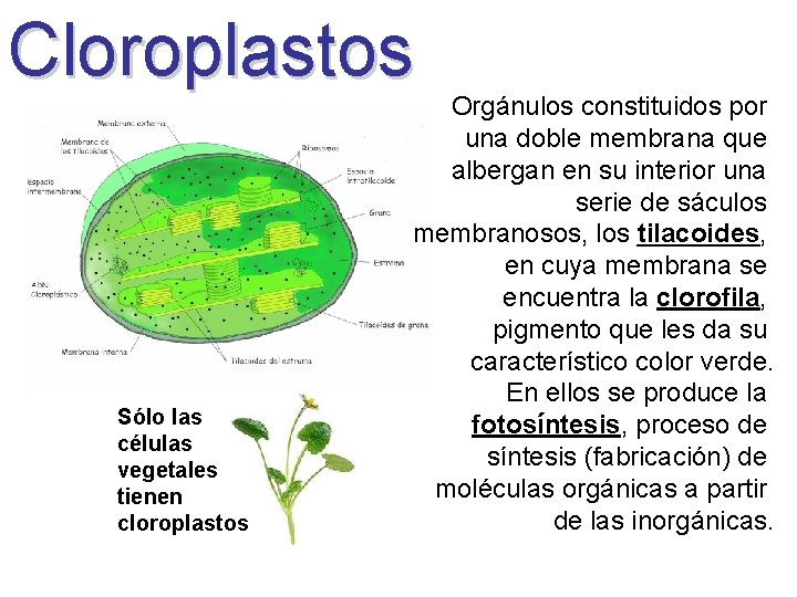 Cloroplastos Sólo las células vegetales tienen cloroplastos Orgánulos constituidos por una doble membrana que