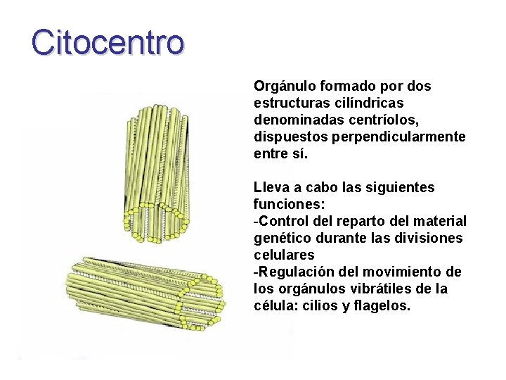 Citocentro Orgánulo formado por dos estructuras cilíndricas denominadas centríolos, dispuestos perpendicularmente entre sí. Lleva