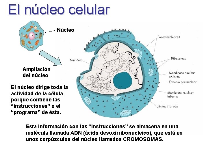 El núcleo celular Núcleo Ampliación del núcleo El núcleo dirige toda la actividad de