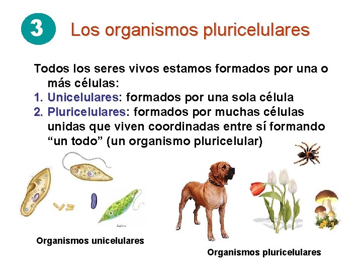 3 Los organismos pluricelulares Todos los seres vivos estamos formados por una o más
