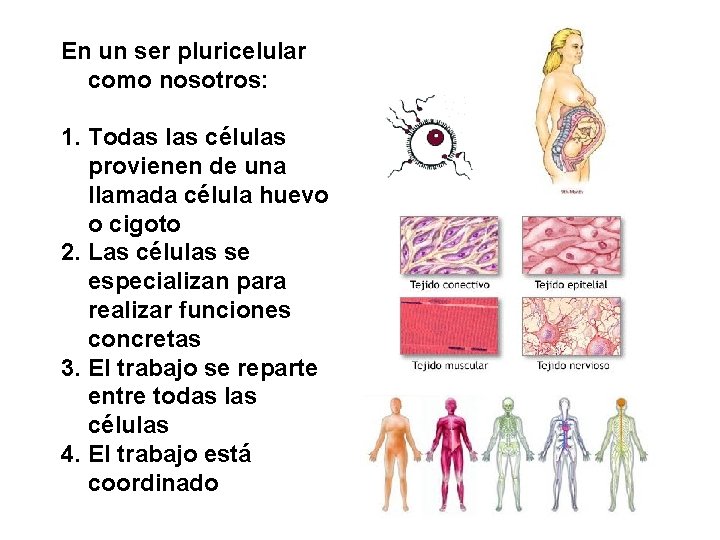En un ser pluricelular como nosotros: 1. Todas las células provienen de una llamada