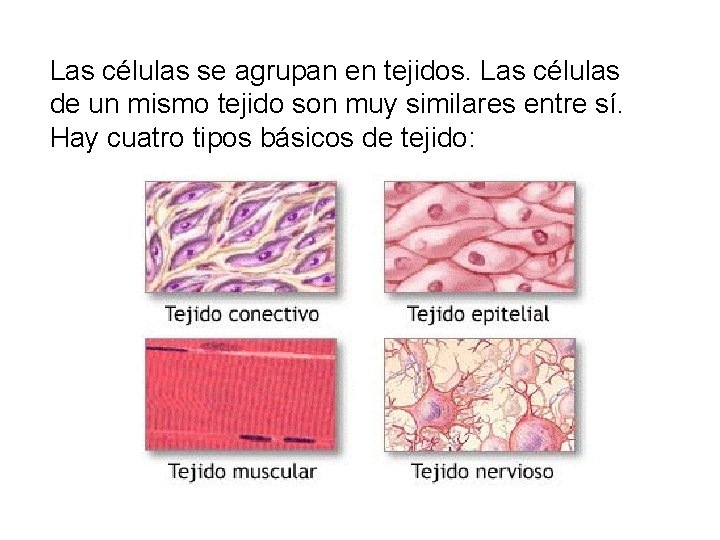 Las células se agrupan en tejidos. Las células de un mismo tejido son muy