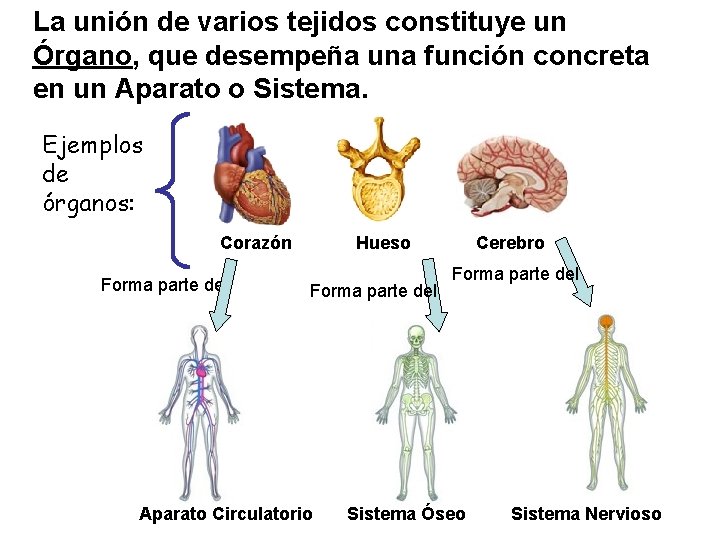 La unión de varios tejidos constituye un Órgano, que desempeña una función concreta en