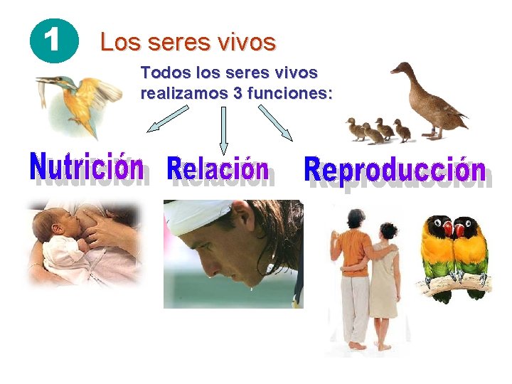 1 Los seres vivos Todos los seres vivos realizamos 3 funciones: 