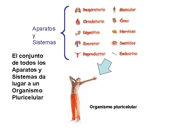 Aparatos y Sistemas El conjunto de todos los Aparatos y Sistemas da lugar a