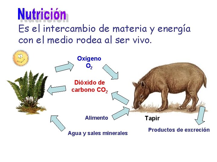 Es el intercambio de materia y energía con el medio rodea al ser vivo.