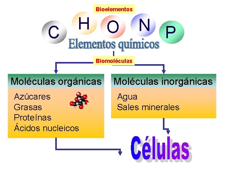 Bioelementos C H O N P Biomoléculas Moléculas orgánicas Azúcares Grasas Proteínas Ácidos nucleicos