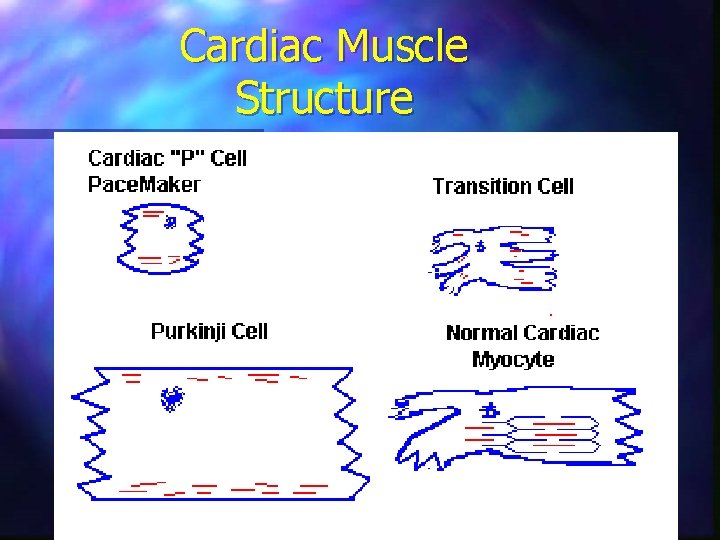 Cardiac Muscle Structure 