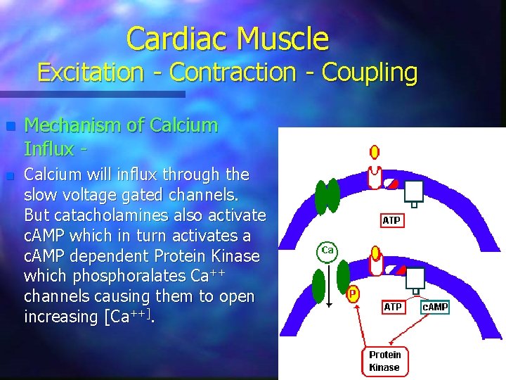 Cardiac Muscle Excitation - Contraction - Coupling n Mechanism of Calcium Influx - n