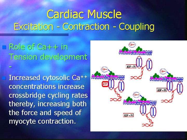 Cardiac Muscle Excitation - Contraction - Coupling n Role of Ca++ in Tension development