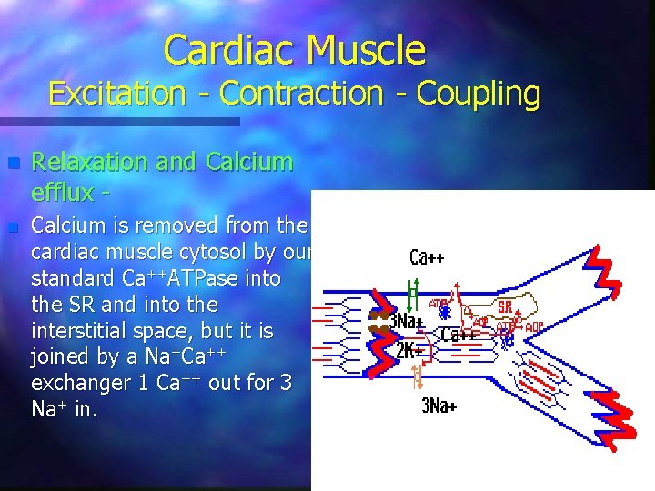 Cardiac Muscle Excitation - Contraction - Coupling n Relaxation and Calcium efflux - n