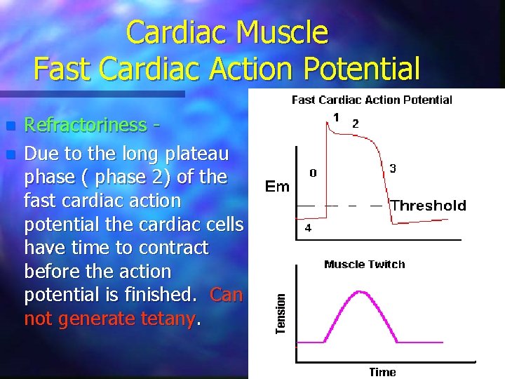 Cardiac Muscle Fast Cardiac Action Potential n n Refractoriness Due to the long plateau