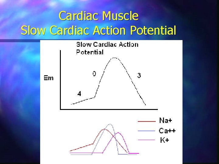 Cardiac Muscle Slow Cardiac Action Potential 