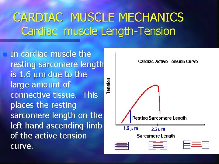 CARDIAC MUSCLE MECHANICS Cardiac muscle Length-Tension n In cardiac muscle the resting sarcomere length