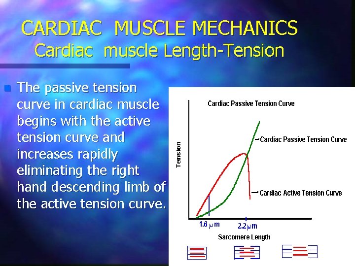CARDIAC MUSCLE MECHANICS Cardiac muscle Length-Tension n The passive tension curve in cardiac muscle