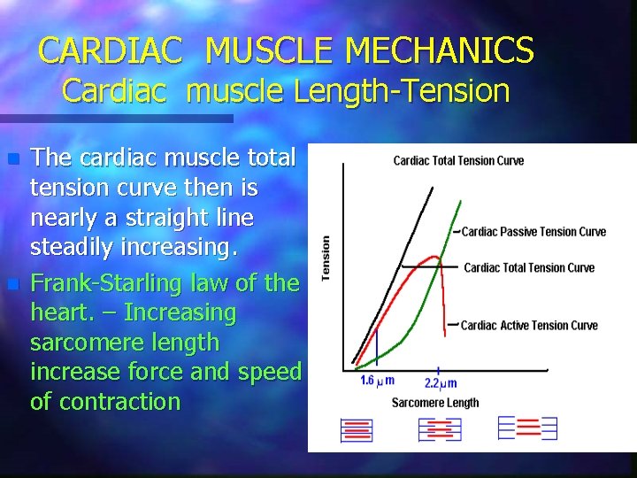 CARDIAC MUSCLE MECHANICS Cardiac muscle Length-Tension n n The cardiac muscle total tension curve