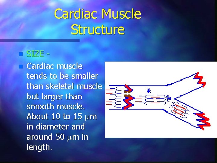 Cardiac Muscle Structure n n SIZE Cardiac muscle tends to be smaller than skeletal