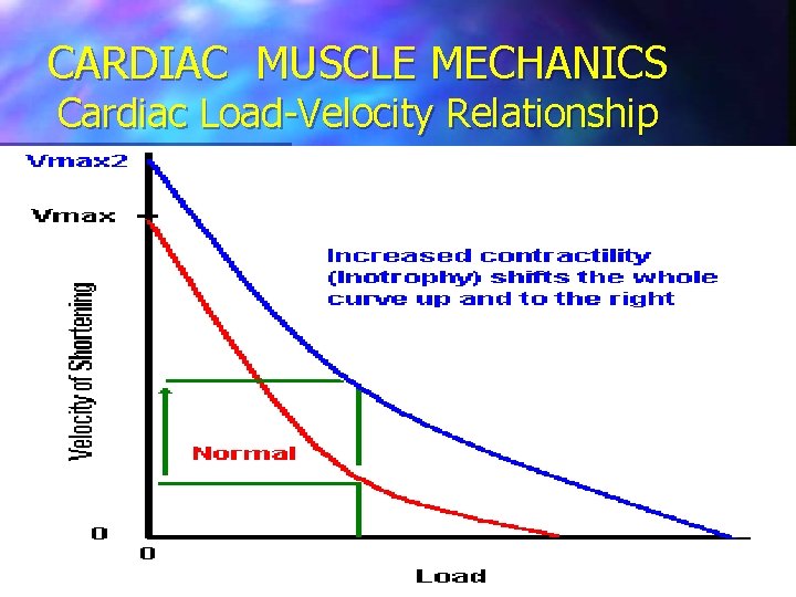 CARDIAC MUSCLE MECHANICS Cardiac Load-Velocity Relationship 