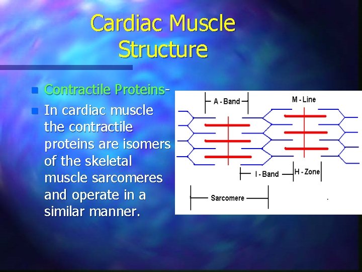 Cardiac Muscle Structure n n Contractile Proteins. In cardiac muscle the contractile proteins are