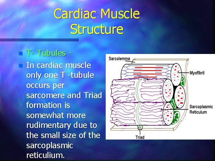 Cardiac Muscle Structure n n T- Tubules In cardiac muscle only one T -tubule