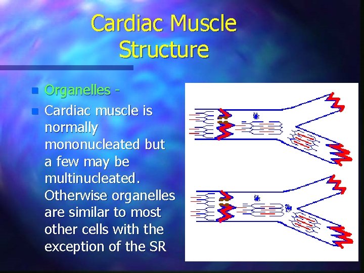Cardiac Muscle Structure n n Organelles Cardiac muscle is normally mononucleated but a few