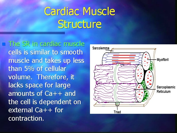 Cardiac Muscle Structure n The SR in cardiac muscle cells is similar to smooth