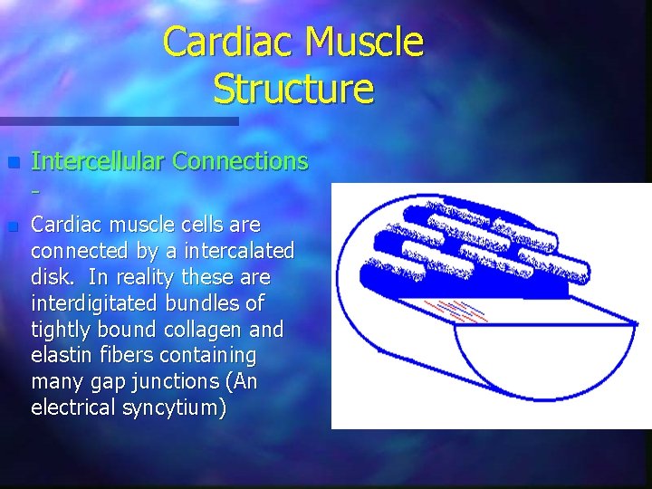 Cardiac Muscle Structure n Intercellular Connections - n Cardiac muscle cells are connected by
