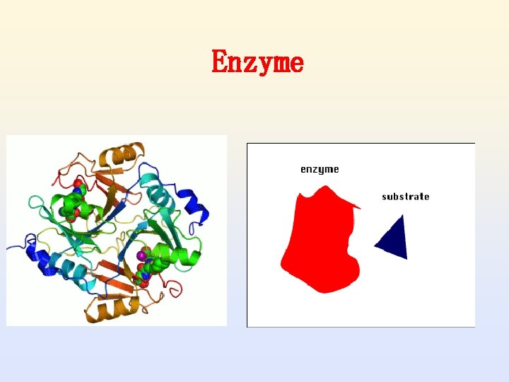 Enzyme 
