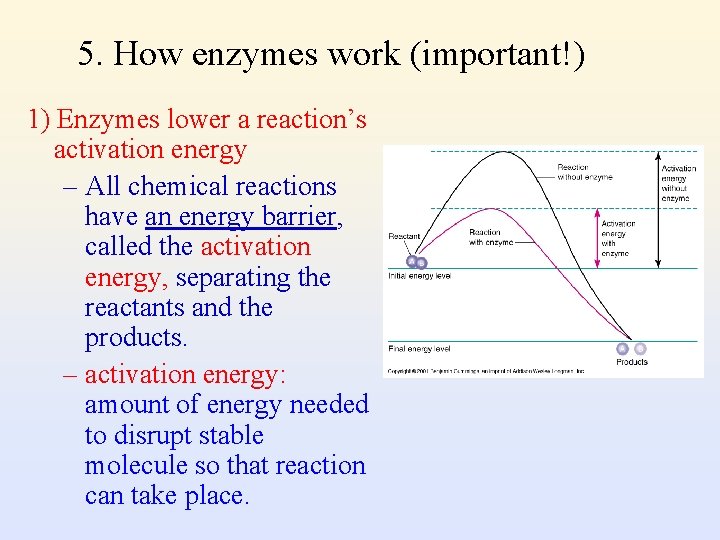 5. How enzymes work (important!) 1) Enzymes lower a reaction’s activation energy – All