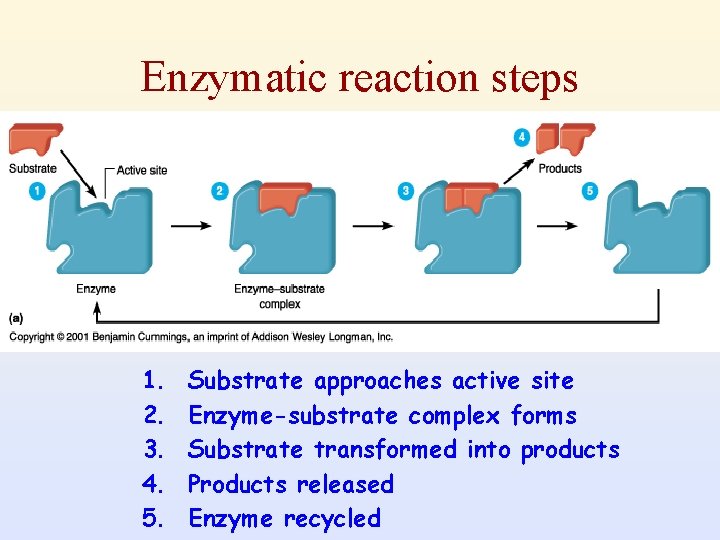 Enzymatic reaction steps 1. 2. 3. 4. 5. Substrate approaches active site Enzyme-substrate complex
