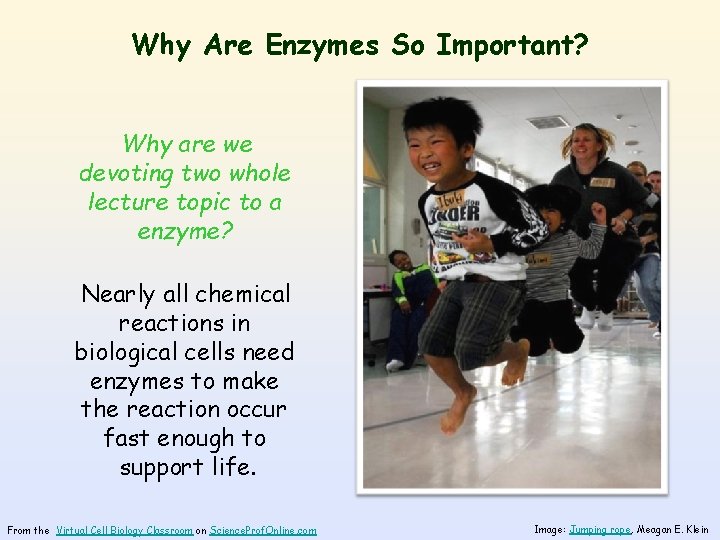 Why Are Enzymes So Important? Why are we devoting two whole lecture topic to