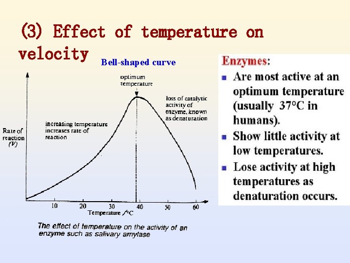 (3) Effect of temperature on velocity Bell-shaped curve 