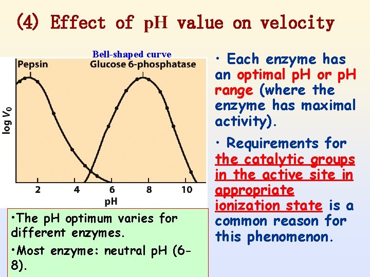 (4) Effect of p. H value on velocity Bell-shaped curve • The p. H