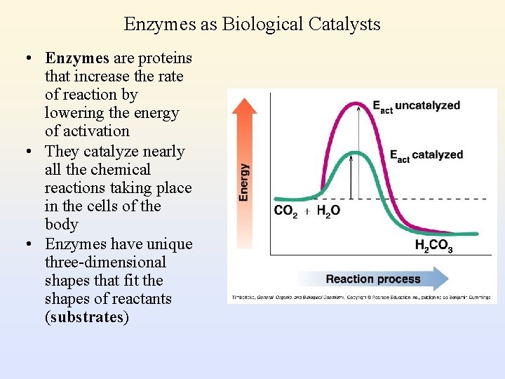 Enzymes as Biological Catalysts • Enzymes are proteins that increase the rate of reaction