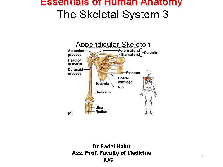 Essentials of Human Anatomy The Skeletal System 3 Appendicular Skeleton Dr Fadel Naim Ass.