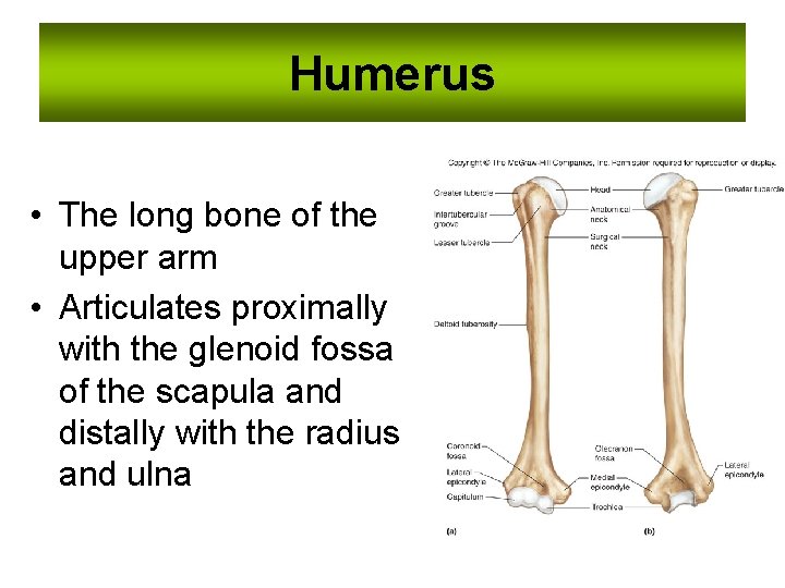 Humerus • The long bone of the upper arm • Articulates proximally with the